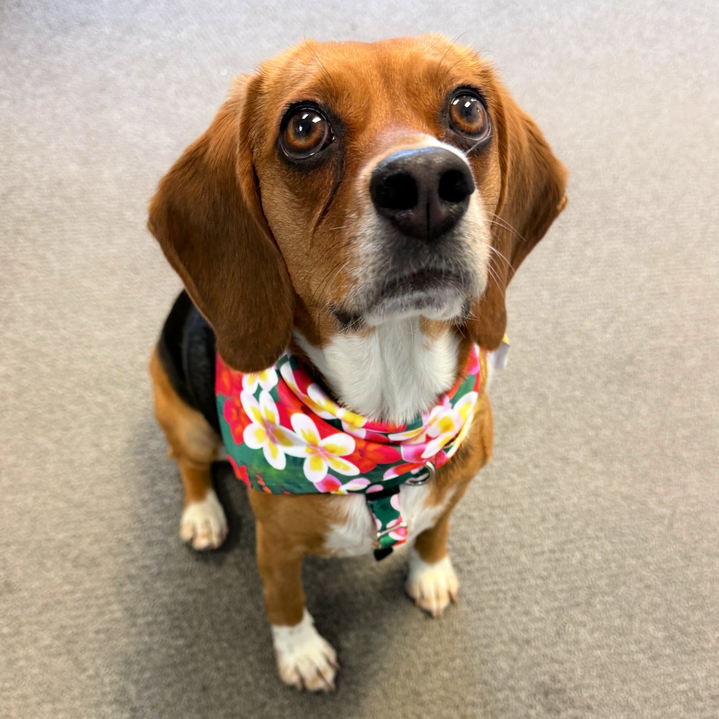 Aloha Dog Bandana 2 Hounds Design