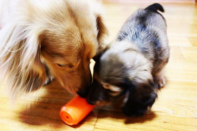Can Toy Rubber Dog Chew Toy for Average Chewers | Treat Dispenser | USA Made Rubber Dog Toys SodaPup/True Dogs, LLC
