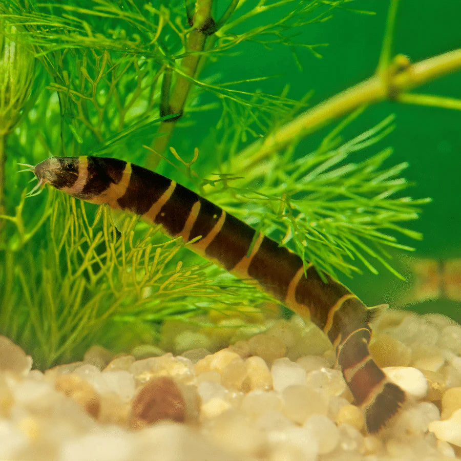 Kuhli Loach LOACH Danaqua Live Fish & More