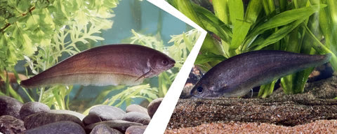 African knifefish KNIFEFISH Danaqua Live Fish & More