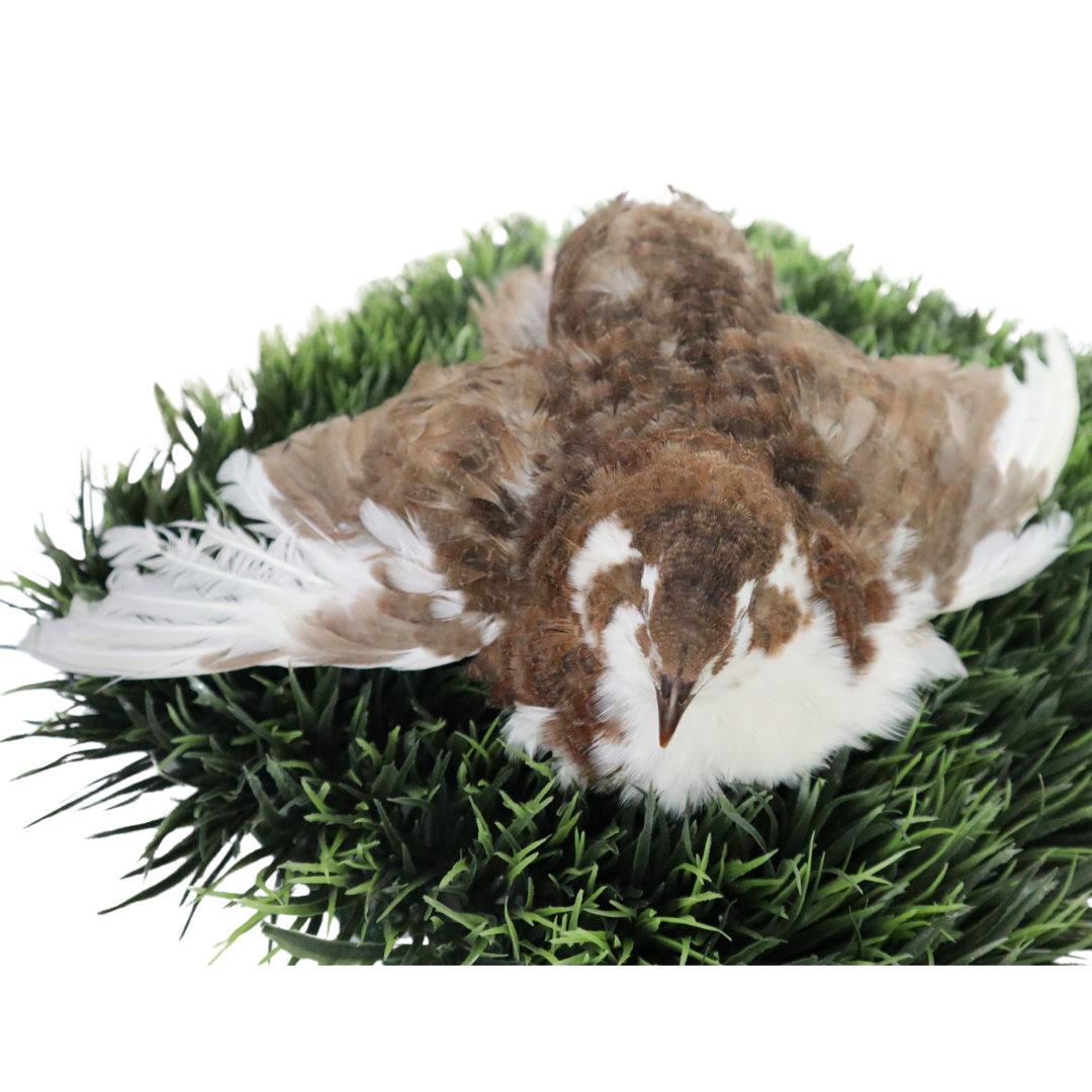 Celadon Coturnix Hatching Eggs - true blue layers Buddys Hatchery