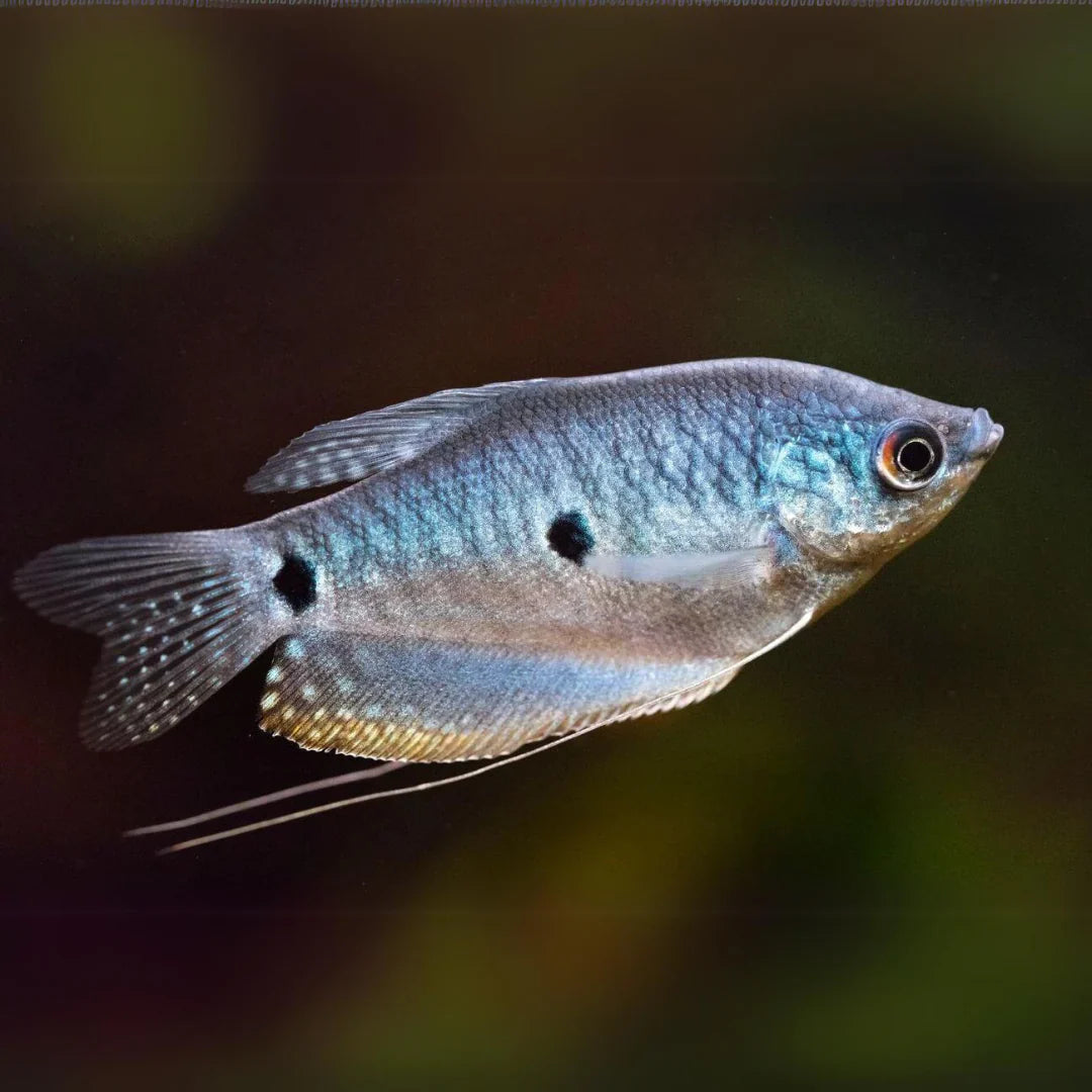 Three spot gourami (Opaline Gourami) GOURAMI Danaqua Live Fish & More