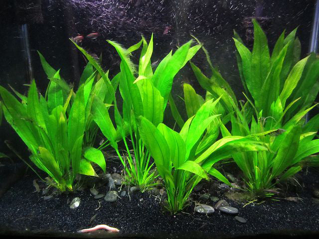 Amazon Sword – Echinodorus Bleheri – Easy Aquatic Plant Aqua Leaf Aquatics