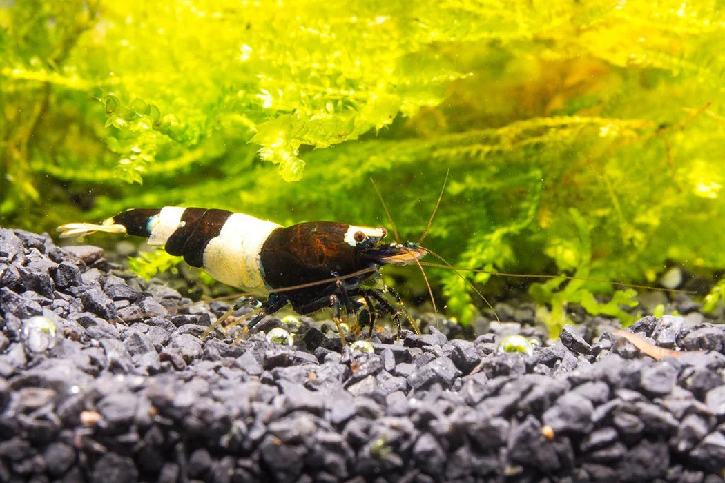 Black & White Shrimp SHRIMP Danaqua Live Fish & More