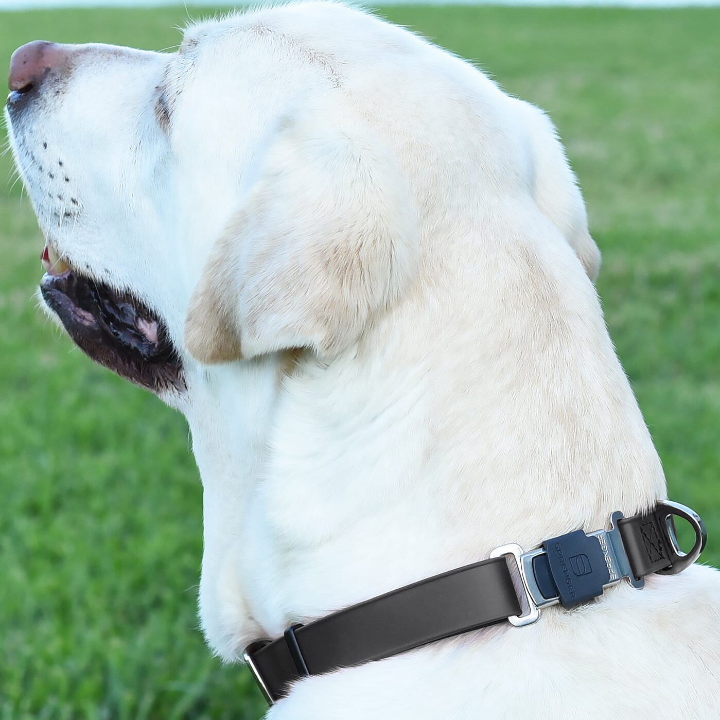 Herm Sprenger - ClicLock Safety Fastener for Flat-Style Collars - Stainless Steel Collars, Prong/Pinch Dog Collars Dogline