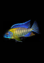 Blue Neon Peacock Cichlid AFRICAN CICHLIDS Danaqua Live Fish & More