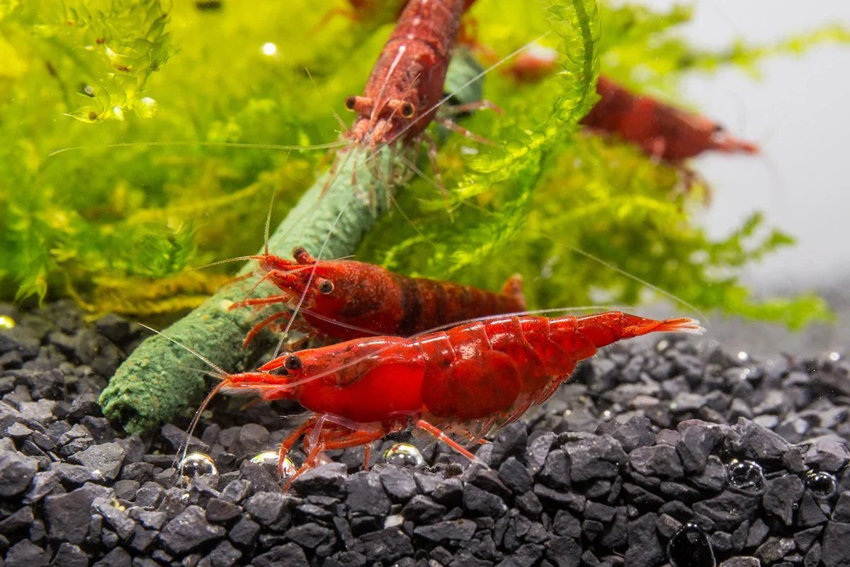 Red Cherry Shrimp SHRIMP Danaqua Live Fish & More