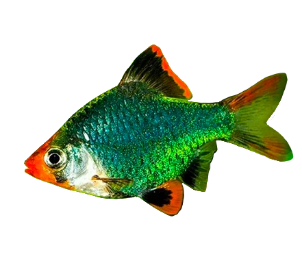 Tiger Barb Green BARB Danaqua Live Fish & More