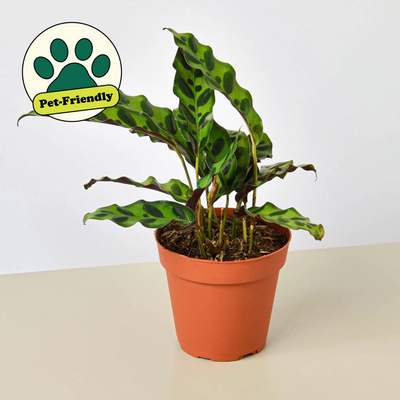 Calathea Lancifolia 'Rattlesnake' 4" Pot Nursery Pot Indoor Plants House Plant Shop
