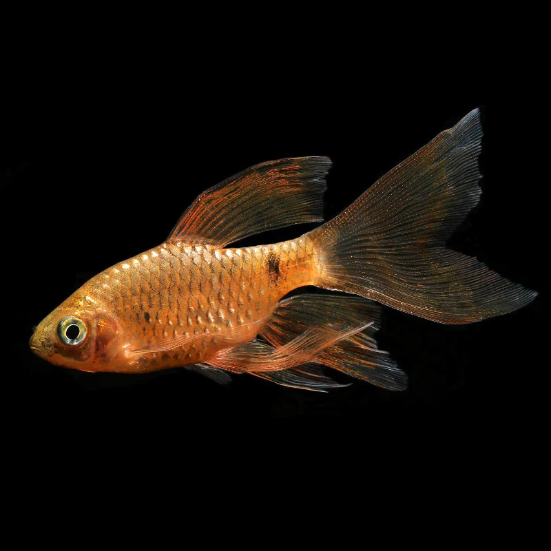 Hi-Fin Rosy Barb (Puntius conchonius) PAIR BARB Danaqua Live Fish & More