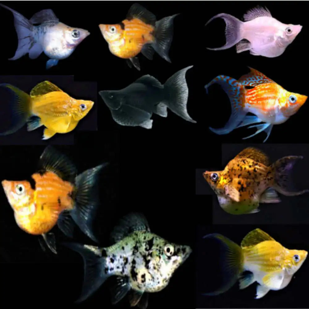 Balloon Lyretail Mollies MOLLY Danaqua Live Fish & More