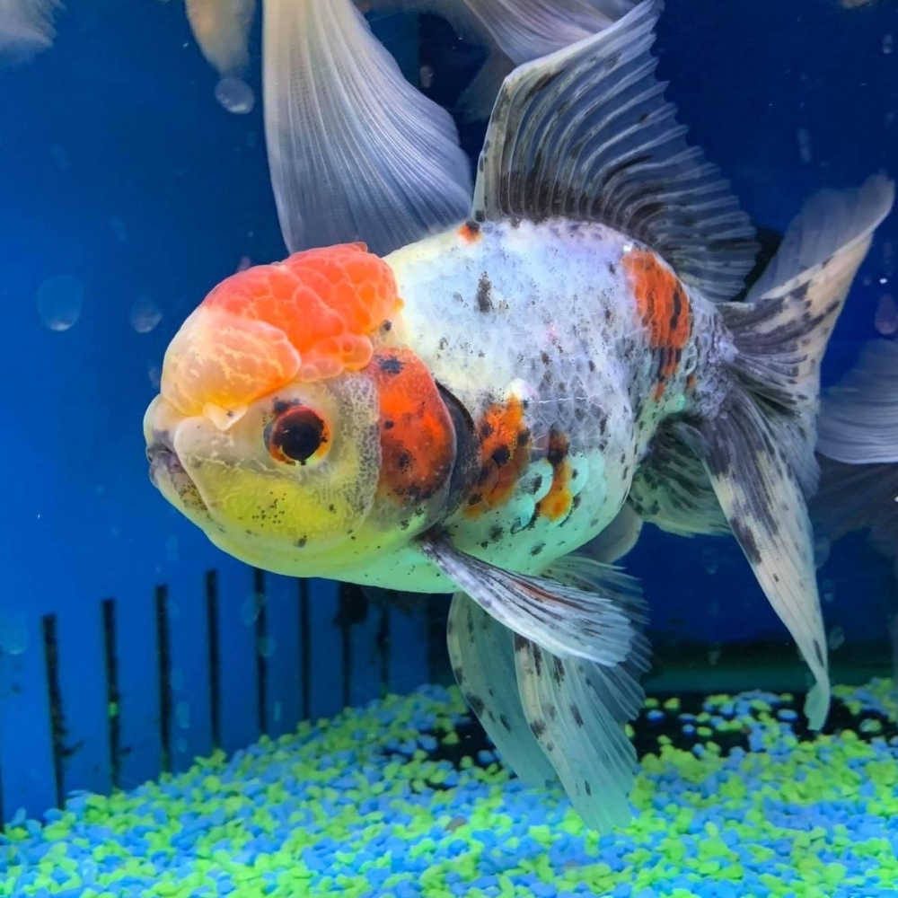 Calico Oranda goldfish 4" GOLDFISH Danaqua Live Fish & More