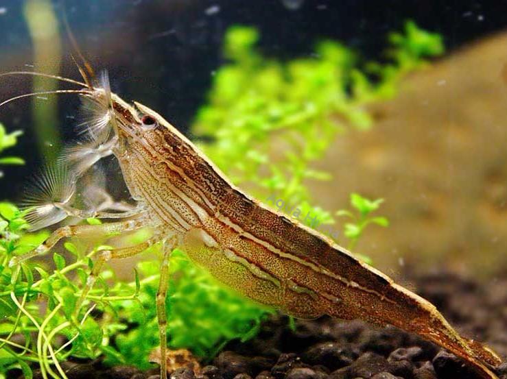 Bamboo shrimp (Atyopsis moluccensis) SHRIMP Danaqua Live Fish & More