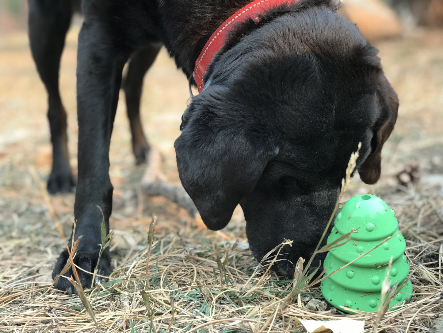 Christmas Tree Dog Toy - Durable Rubber Chew Toy for Large Dogs | USA Made Rubber Dog Toys SodaPup/True Dogs, LLC