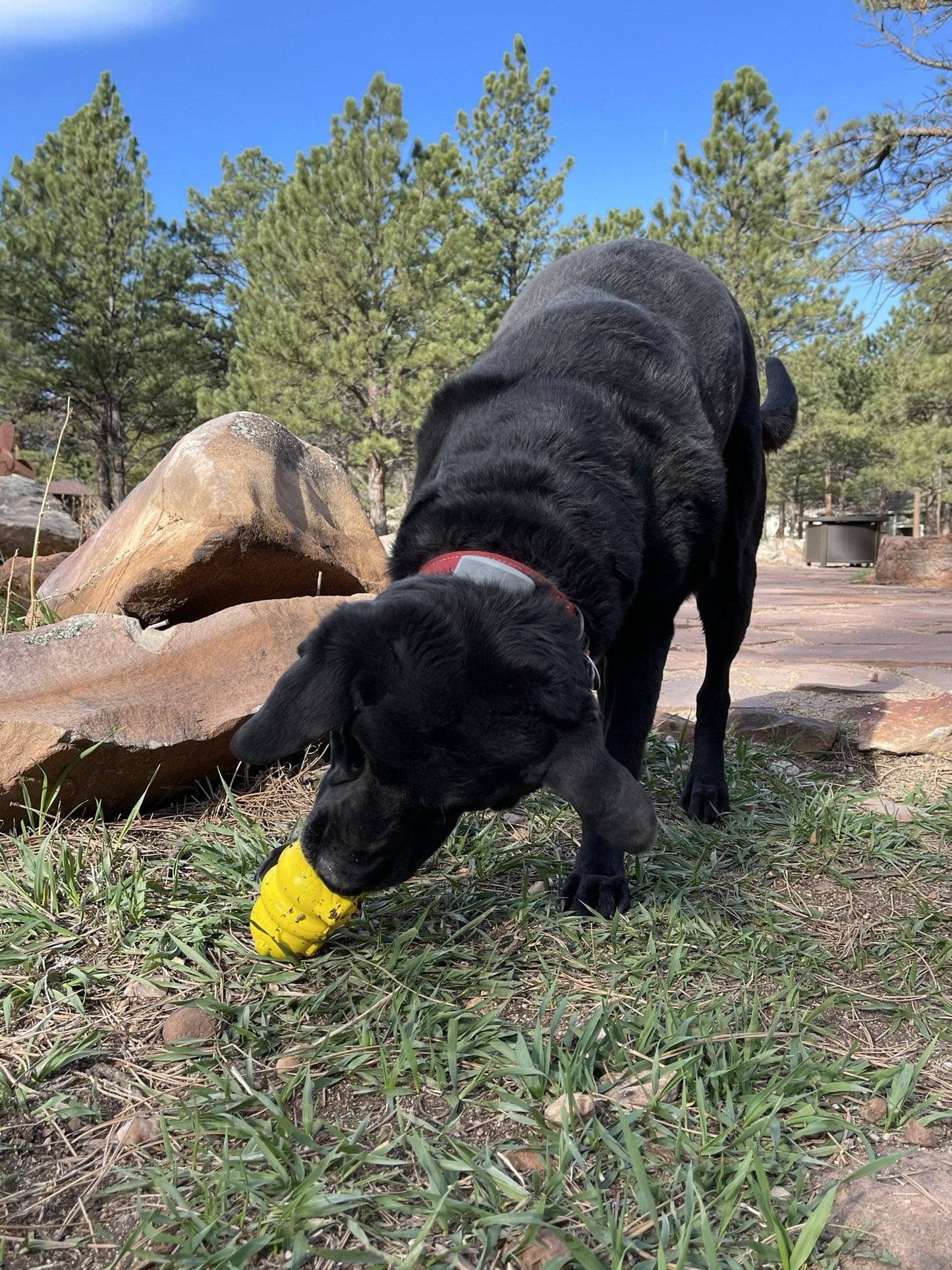 Honey Bear eDispenser - Durable Rubber Treat Dispenser for Dogs | USA Made Rubber Dog Toys SodaPup/True Dogs, LLC