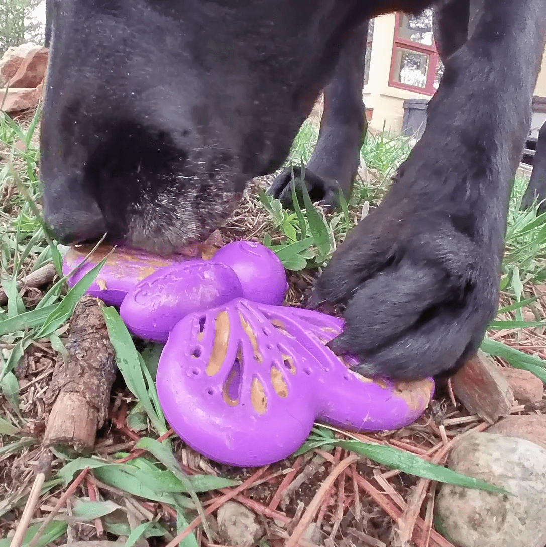 Butterfly Nylon Chew & Enrichment Toy | 2-in-1 for Aggressive Chewers | SodaPup Nylon Dog Toys SodaPup/True Dogs, LLC