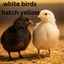 Black and White Edition Quail hatching eggs Quail Eggs Buddys Hatchery