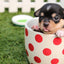Gift Card Gift Card Dogline