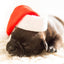 Gift Card Gift Card Dogline