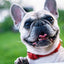 Gift Card Gift Card Dogline