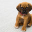 Gift Card Gift Card Dogline