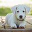 Gift Card Gift Card Dogline