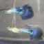 Blue Diamond guppy GUPPY Danaqua Live Fish & More