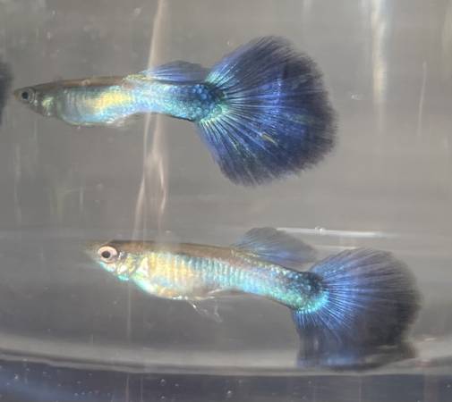 Blue Diamond guppy GUPPY Danaqua Live Fish & More