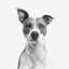Gift Card Gift Card Dogline