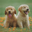 Gift Card Gift Card Dogline