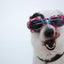 Gift Card Gift Card Dogline