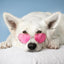 Gift Card Gift Card Dogline