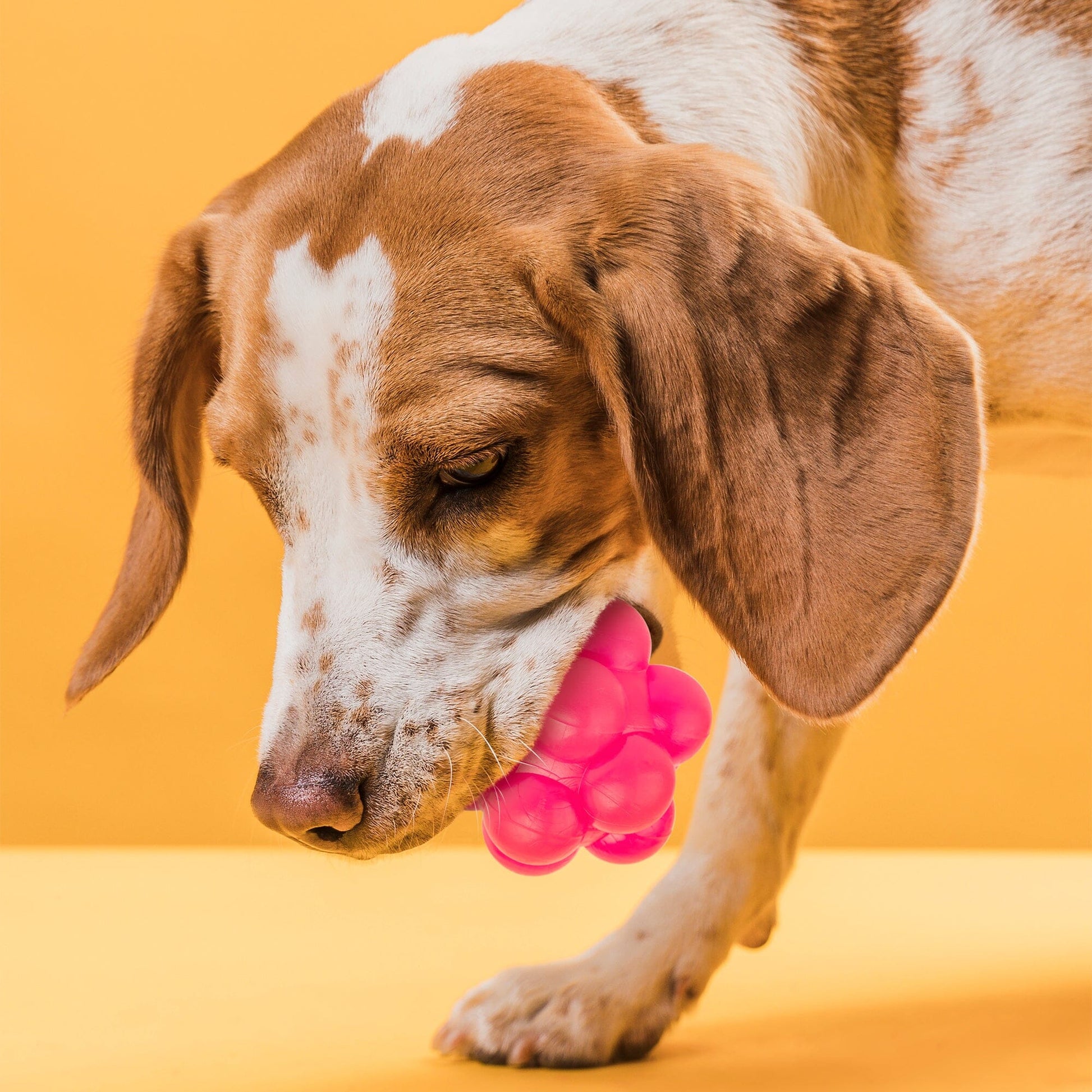 Rubber Bur Ball Dog Toys Dogline