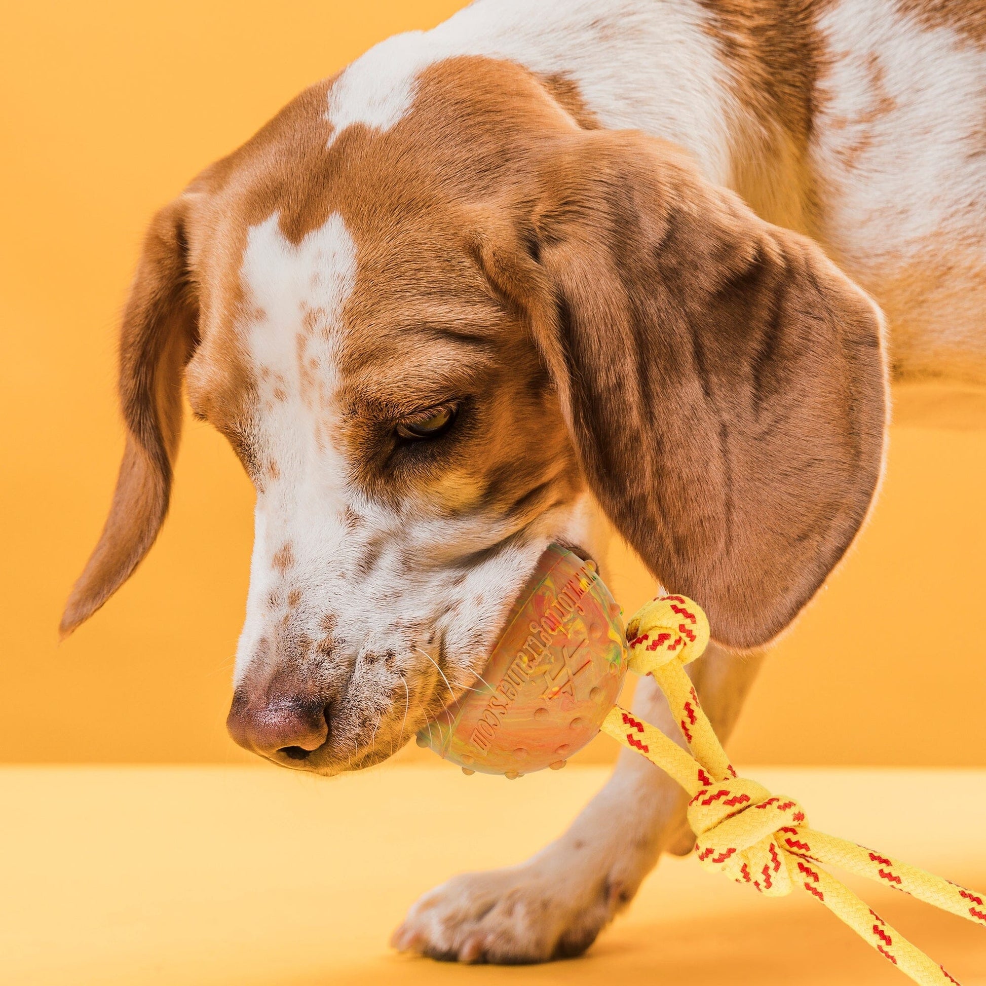 FDT Solid Rubber Dog Ball on Rope, Large - Diameter 2.75" (7 cm) Dog Toys Dogline
