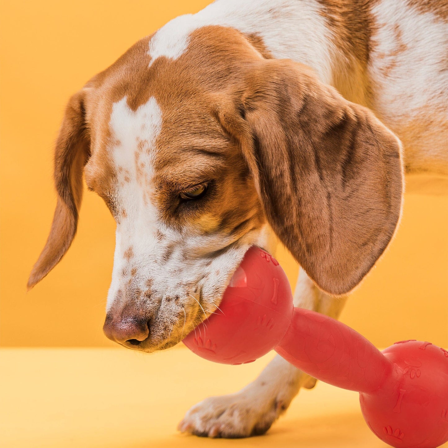 Rubber Dumbbell Toy Dog Toys Dogline