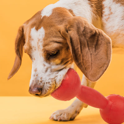 Rubber Dumbbell Toy Dog Toys Dogline