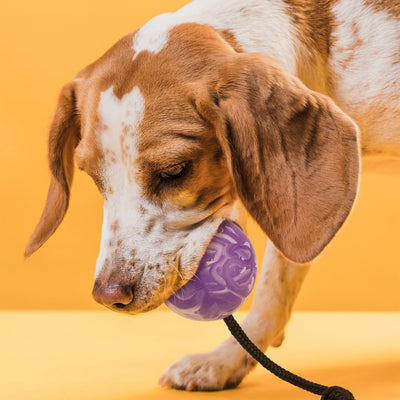 Rubber Euro Ball with Rope Dog Toys Dogline