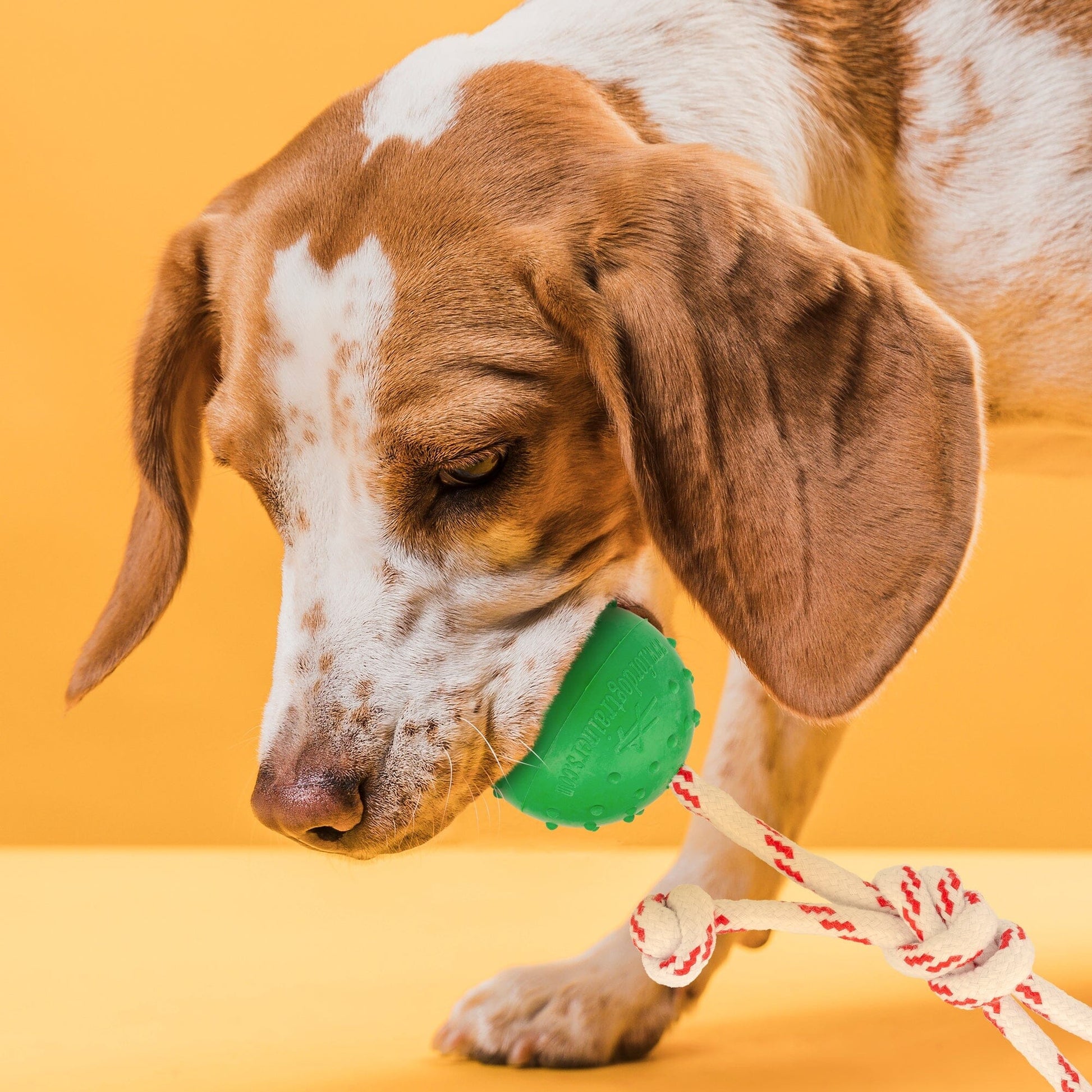 FDT Solid Rubber Dog Ball - Water Toy with Rope Dog Toys Dogline