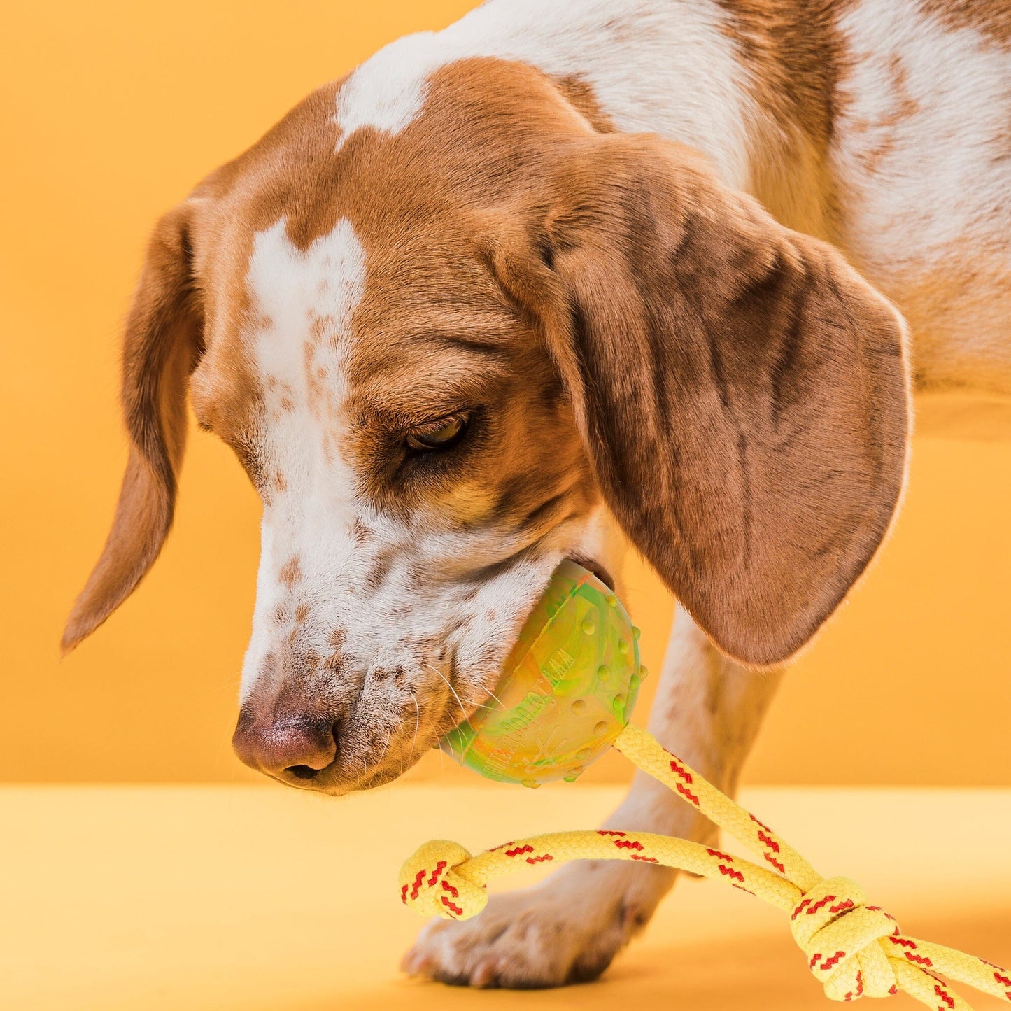FDT Rubber Dog Ball on Rope, Medium - Diameter 2.3" (6 cm) Dog Toys Dogline