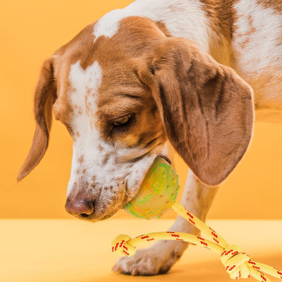 FDT Rubber Dog Ball on Rope, Medium - Diameter 2.3" (6 cm) Dog Toys Dogline