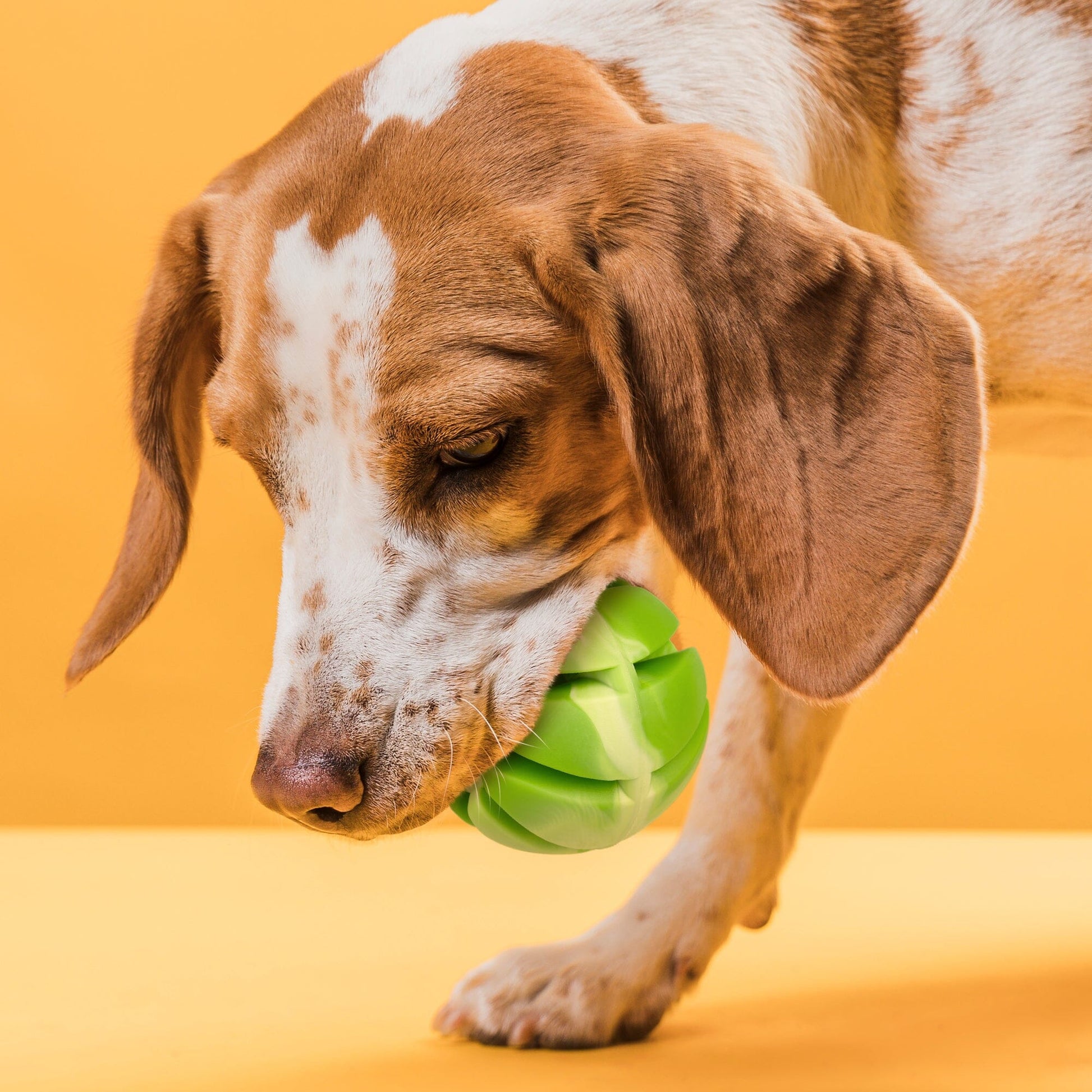 Rubber Spiral Ball Dog Toys Dogline