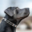 Herm Sprenger - ClicLock Quick Release Buckle - Stainless Steel Collars, Prong/Pinch Dog Collars Dogline