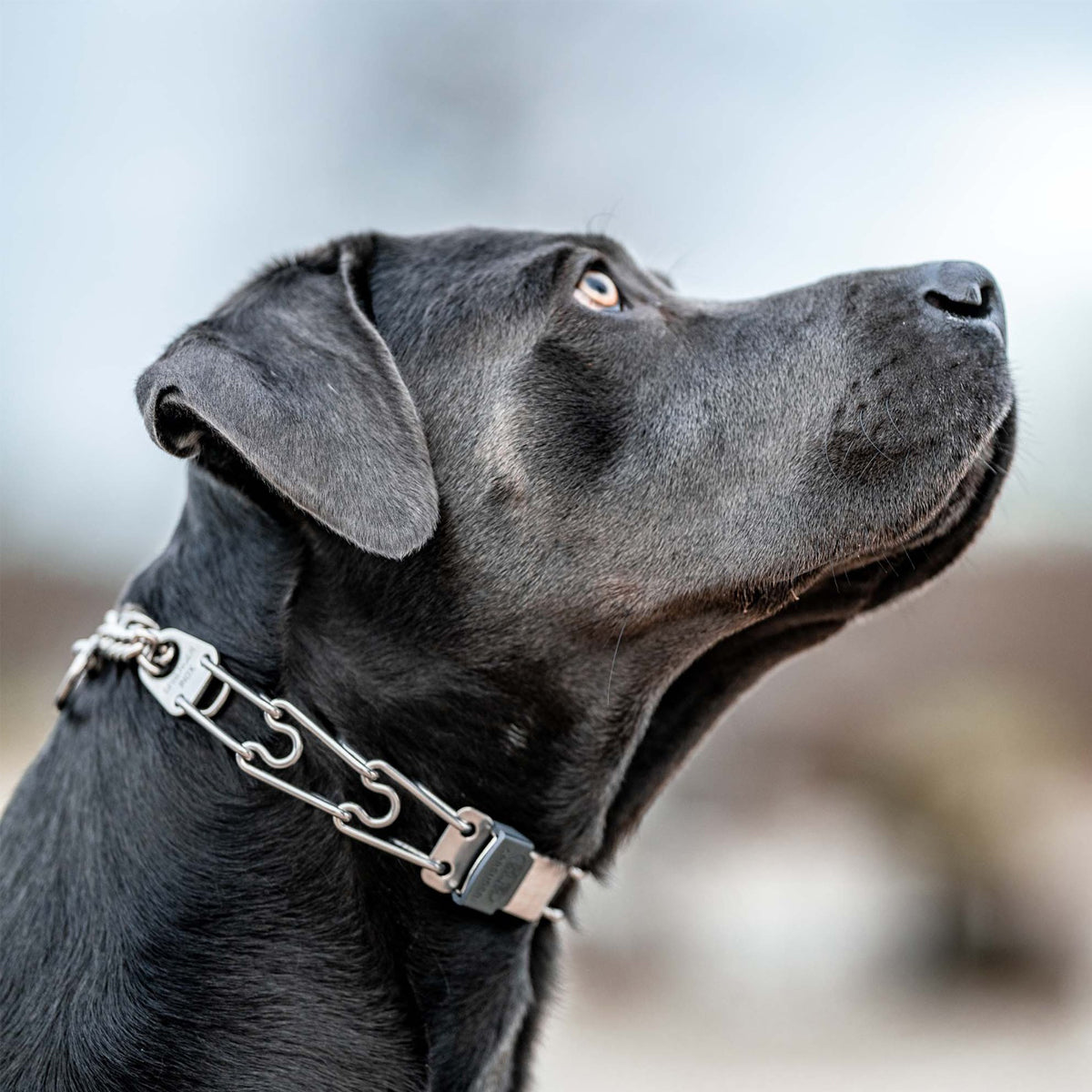 Herm Sprenger - ClicLock Quick Release Buckle - Stainless Steel Collars, Prong/Pinch Dog Collars Dogline