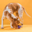 Rubber Spiral Ball Dog Toys Dogline