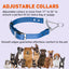 Biothane Adjustable Martingale Collar with Metal Buckle Dog Collars Dogline