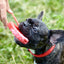 Biothane Service Dog Collar Or Leash Service Dogline