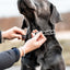 Herm Sprenger - ClicLock Quick Release Buckle - Stainless Steel Collars, Prong/Pinch Dog Collars Dogline