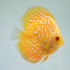 Yellow Pigeon Blood Discus DISCUS Danaqua Live Fish & More