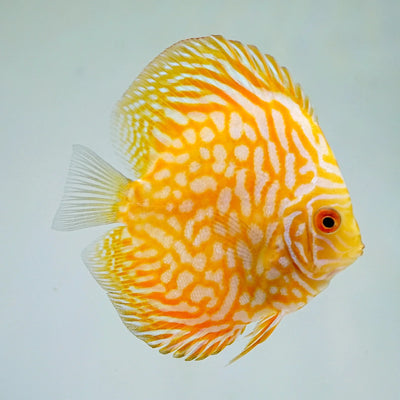 Yellow Pigeon Blood Discus DISCUS Danaqua Live Fish & More
