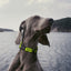 Dogline Biothane Waterproof Dog Collar with Quick Release Buckle Dog Collars Dogline